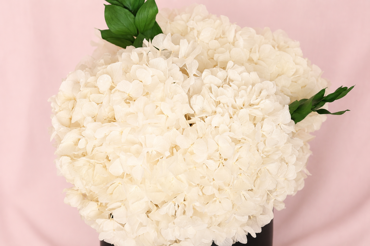 Ivory Cloud